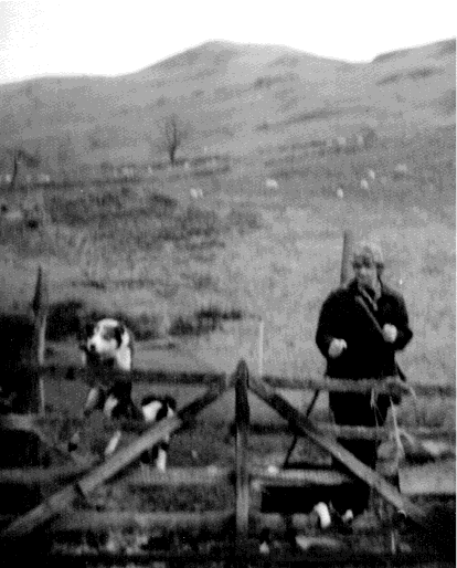 'Brown Ben' louping the gate